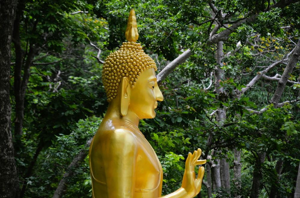 meditation brain